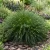 Sedge Bath Seeds - Carex Davalliana