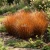 Sedge Leatherleaf Red Rooster Seeds - Carex Buchananii