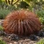 Sedge New Zealand Hair Cappuccino Seeds - Carex Tenuiculmis