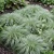 Sedge New Zealand Hair Frosted Curls Seeds - Carex Comans