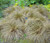 Sedge New Zealand Hair Frosted Curls Seeds - Carex Comans