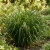 Sedge Pendulous Fresh Look Seeds - Carex Pendula