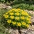 Sedum Aizoon Stonecrop Seeds - Sedum Aizoon