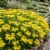 Sedum Czar's Gold Stonecrop Seeds - Sedum Hybridum