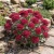 Sedum Emperor's Wave Stonecrop Seeds - Sedum Telephium