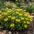 Sedum Russian Stonecrop Seeds - Sedum Kamtschaticum
