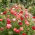 Shirley Poppy Double Mix Seeds - Papaver Rhoeas