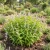 Spearmint Non GMO Seeds - Mentha Spicata