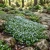 Speedwell Creeping Blue Seeds - Veronica Repens
