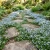 Speedwell Creeping Blue Seeds - Veronica Repens 3