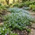 Speedwell Creeping Blue Seeds - Veronica Repens 2