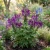 Spider Flower Violet Queen Seeds - Cleome Hassleriana