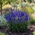 Spiked Speedwell Royal Candles Dwarf Seeds - Veronica Spicata