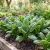 Spinach Hybrid 7 Non GMO Seeds - Spinacia Oleracea
