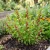 Spinach Strawberry Sticks Non GMO Seeds - Chenopodium Foliosum 2