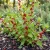Spinach Strawberry Sticks Non GMO Seeds - Chenopodium Foliosum