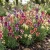 Spurred Snapdragon Toadflax Fairy Bouquet Seeds - Linaria Maroccana