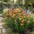 Strawflower Paper Daisy Mix Seeds - Helichrysum Bracteatum