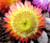 Strawflower Mix Seeds - Helichrysum Monstrosum