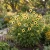 Sunflower Lemon Queen Non GMO Seeds - Helianthus Annuus