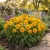 Sunflower Teddy Bear Non GMO Seeds - Helianthus Annuus