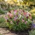 Sweet Pea Bijou Mix Dwarf Seeds - Lathyrus Odoratus