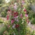 Sweet Pea Royal Family Mix Seeds - Lathyrus Odoratus