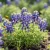 Texas Bluebonnet Seeds - Lupinus Texensis