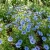 The Blues Blue Daisy Seeds - Felicia Heterophylla 2