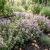 Thyme Non GMO Seeds - Thymus Vulgaris