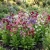Tobacco Flowering Seeds - Nicotiana Alata