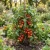 Tomato Large Red Cherry Seeds - Lycopersicon Esculentum