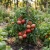 Tomato Marglobe Supreme Non GMO Seeds - Lycopersicon Esculentum