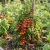 Tomato Small Red Cherry Non GMO Seeds - Lycopersicon Esculentum