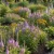 Vervain Hoary Seeds - Verbena Stricta
