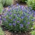 Viper's Bugloss Blue Bedder Dwarf Seeds - Echium Plantagineum