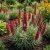 Viper's Bugloss Red Russian Seeds - Echium Russicum Rubrum