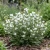 Viper's Bugloss White Bedder Dwarf Seeds - Echium Plantagineum