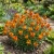 Wallflower Siberian Seeds - Cheiranthus Allionii