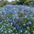 Wildflower Mix Blue Seeds
