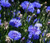 Wildflower Mix Blue Seeds