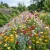 Wildflower Mix Cascade Kaleidoscope Seeds