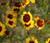 Wildflower Mix Cascade Kaleidoscope Seeds