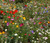 Wildflower Mix Cascade Kaleidoscope Seeds