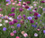 Wildflower Mix Cascade Kaleidoscope Seeds