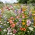 Wildflower Mix Cascade Mountain Tall Seeds