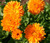 Wildflower Mix Orange Seeds