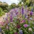 Wildflower Mix Purple Seeds