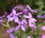 Wildflower Mix Purple Seeds