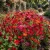 Wildflower Mix Red Seeds
